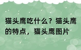 猫头鹰吃什么?猫头鹰的特点,猫头鹰图片