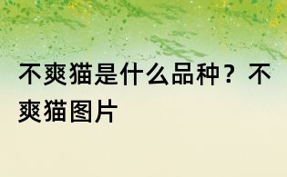 不爽猫是什么品种?不爽猫图片
