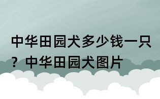 中华田园犬多少钱一只?中华田园犬图片