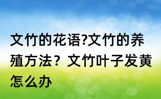 文竹的花语?文竹的养殖方法?文竹叶子发黄怎么办