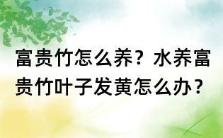 富贵竹怎么养？水养富贵竹叶子发黄怎么办？