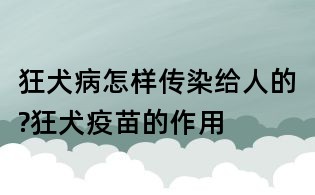 狂犬病怎样传染给人的?狂犬疫苗的作用