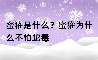 蜜獾是什么?蜜獾为什么不怕蛇毒