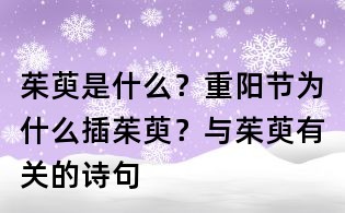 茱萸是什么?重阳节为什么插茱萸?与茱萸有关的诗句