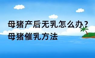 母猪产后无乳怎么办?母猪催乳方法