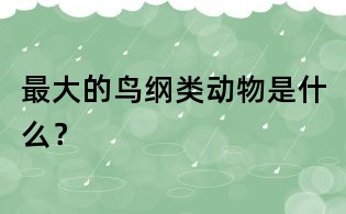 最大的鸟纲类动物是什么?