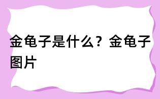 金龟子是什么?金龟子图片