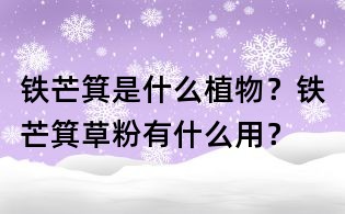 铁芒箕是什么植物?铁芒箕草粉有什么用?