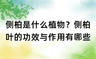 侧柏是什么植物?侧柏叶的功效与作用有哪些