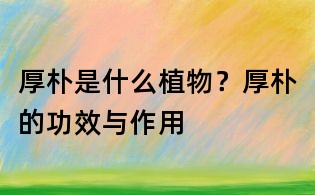 厚朴是什么植物?厚朴的功效与作用