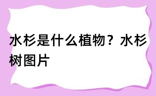 水杉是什么植物？水杉树图片