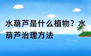 水葫芦是什么植物?水葫芦治理方法